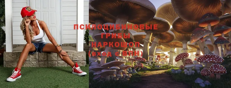 Галлюциногенные грибы Psilocybine cubensis  Абинск 